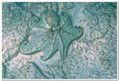 Octopus near Front Porch dive site