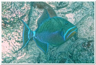 Queen triggerfish