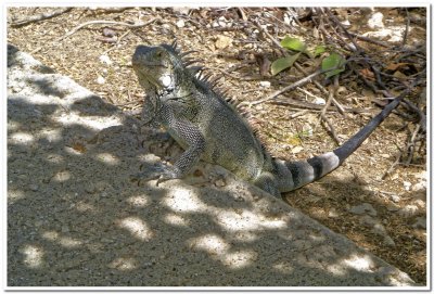 Iguana at Karpata