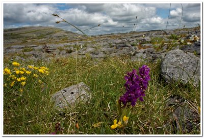 Narrow-leaved Marsh-orchid, The Burren, Ireland