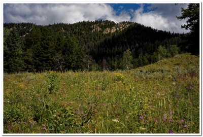 Wildflower Meadow near Cinnamon Mt.