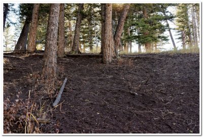 Crystal Creek Drainage, Yellowstone National Park