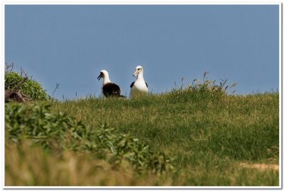 Albatross, Kaena Point
