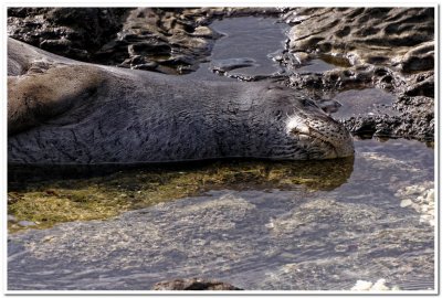 Monk seal, Kaena Point