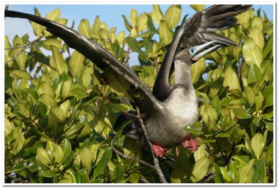 Baby Red-footed Booby