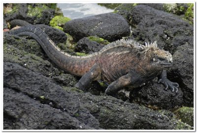 Marine Iguana, Changing into Breeding Colors