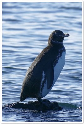 Galapagos Penguin