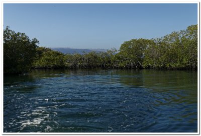 Mangroves, Elizabeth Bay