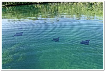 Spotted Eagle Rays