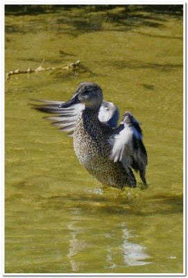Blue-winged Teal (?)