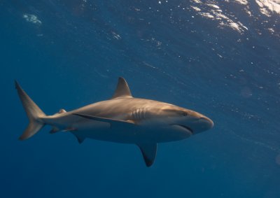 Safety Stop Reef Shark