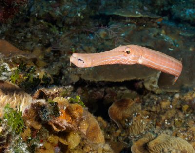 Trumpetfish close-up