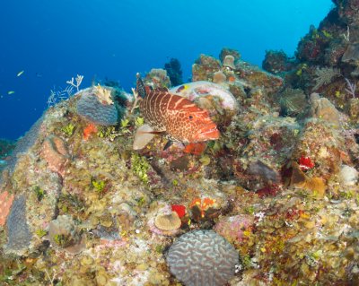 Tiger Grouper