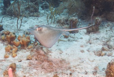 Southern Stingray