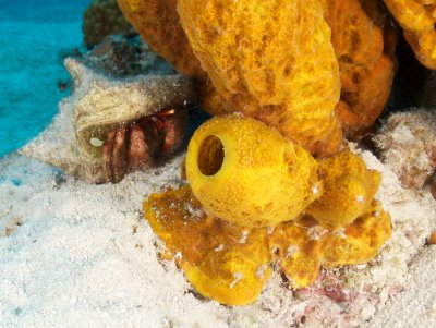 Hermit and Sponge
