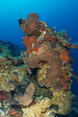 Coral Head