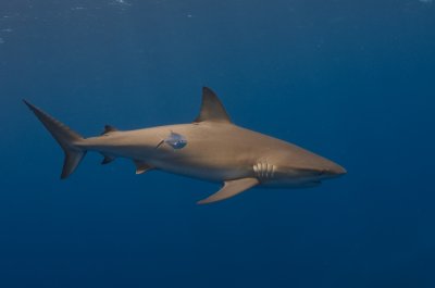 Grey Reef Shark and Friend