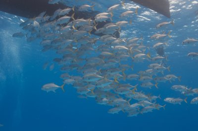 School of Jacks