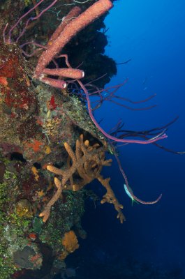 Sponges on the Wall