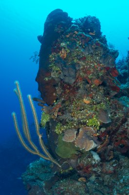 Coral Head