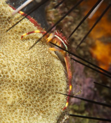 Nimble Spray Crab