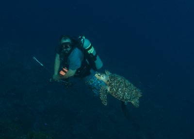 Dave and Turtle