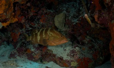 Nassau Grouper