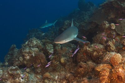 Pair of Sharks
