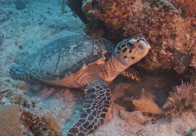 Hawksbill Turtle