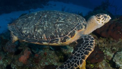 Mr. Turtle