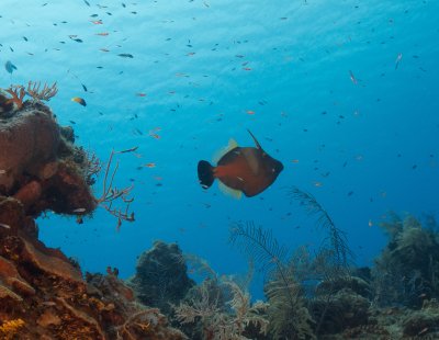 White Spotted Filefish
