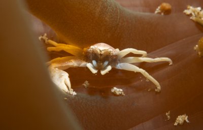 Spotted Porcelain Crab