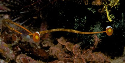 Orange-Banded Pipefish