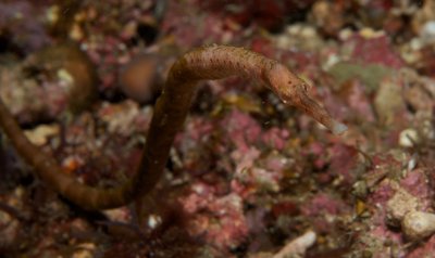 Red Pipefish