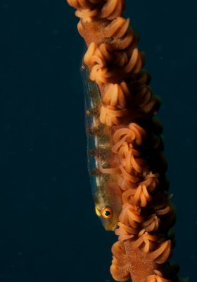 Large Whip Goby