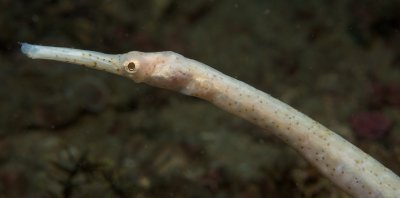 White Pipefish