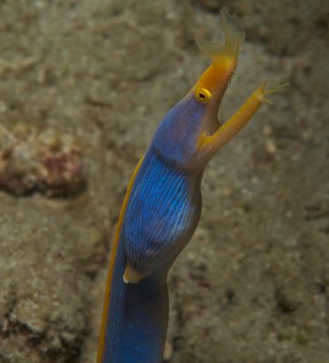 Male Ribbon Moray Eel