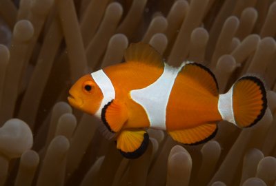 False Clown Anemonefish