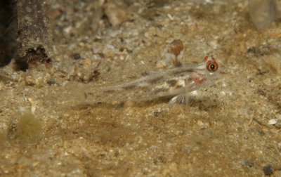 Sailfin Goby