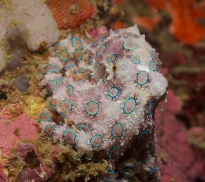 Blue-ringed Octopus