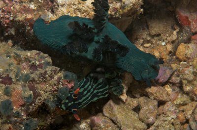 Millers Nembrotha