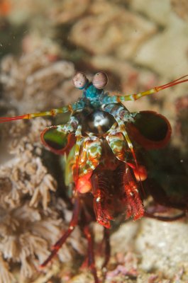 Peacock Mantis Shrimp