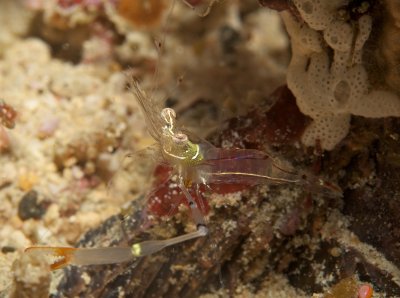 Red Claw Cuapetes Shrimp