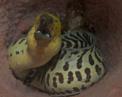 Fimbriated Moray Eel