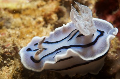 Willans Chromodoris