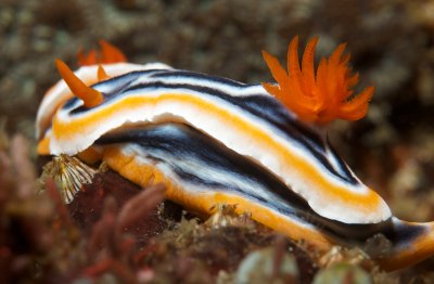 Magnificent Chromodoris