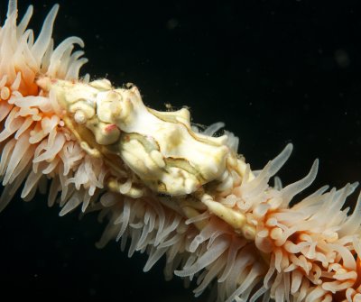 Zanzibar Whip Coral Shrimp