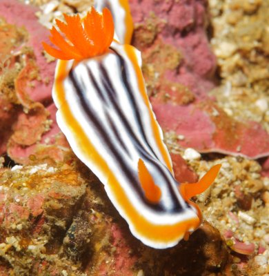 Magnificent Chromodoris