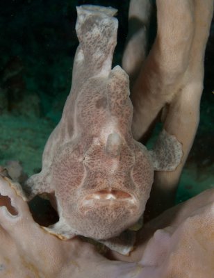 Grey Giant Frogfish