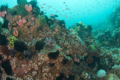 Coral Garden